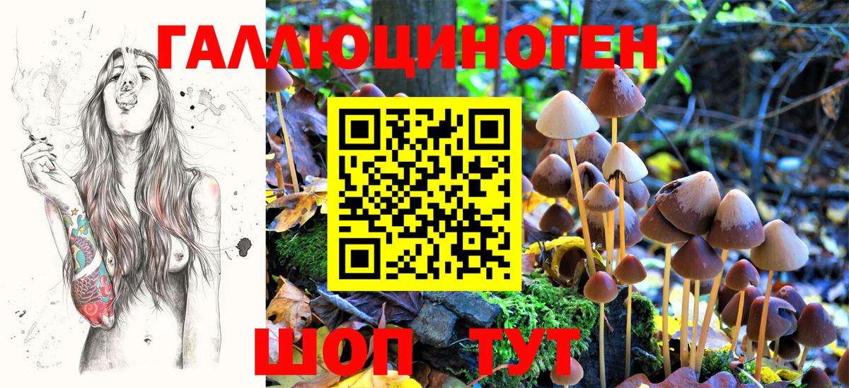 Псилоцибиновые грибы Psilocybe Ковров